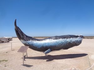 Nullarbor Whale